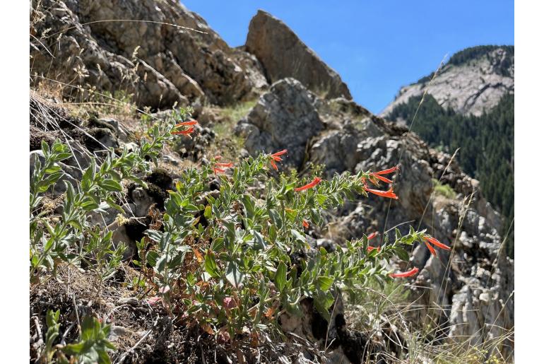 Epilobium canum ssp garrettii -14420