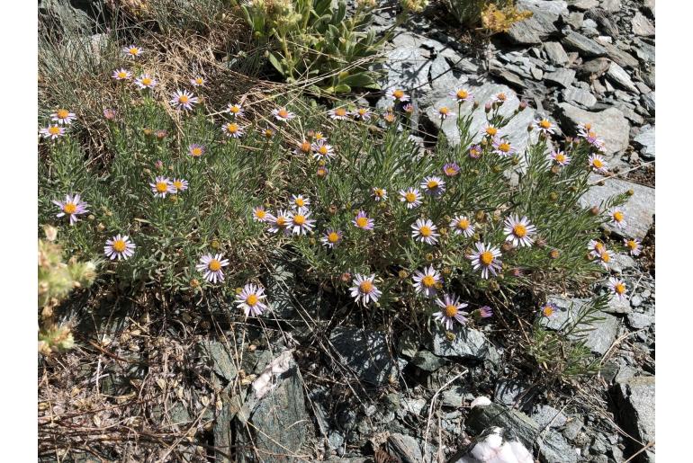 Erigeron klamathensis -14423