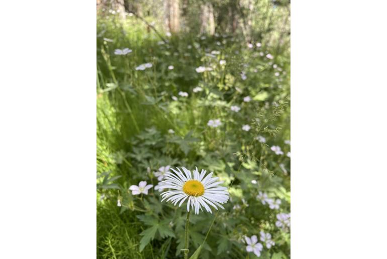 Erigeron coulteri -14424