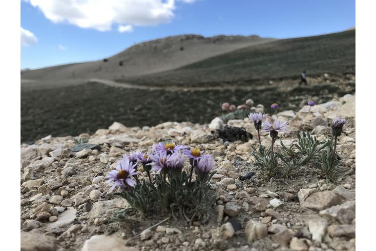 Erigeron pygmaeus -14426