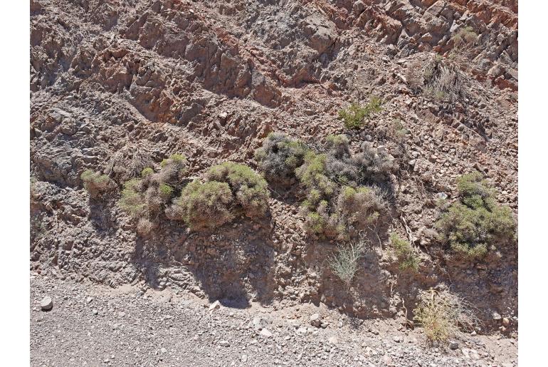 Eriogonum heermannii var sulcatum -14427