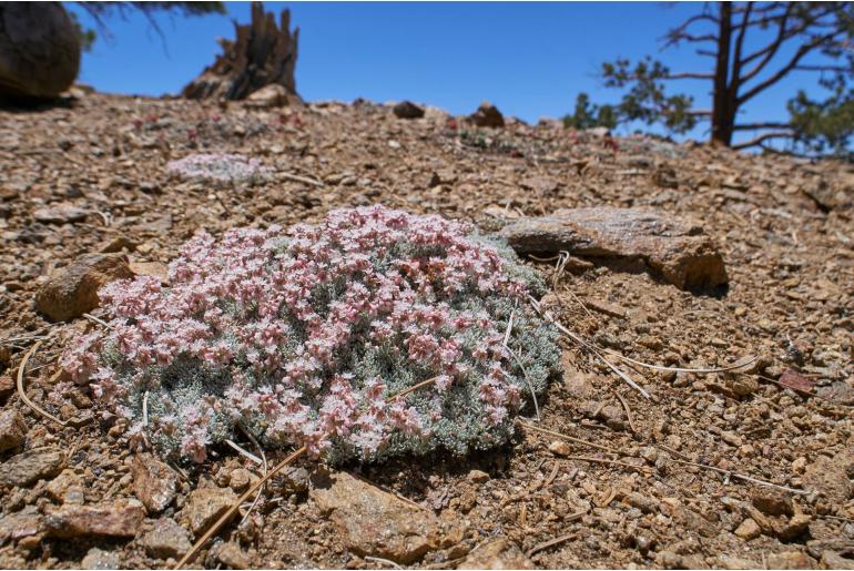 Eriogonum kennedyi -14428