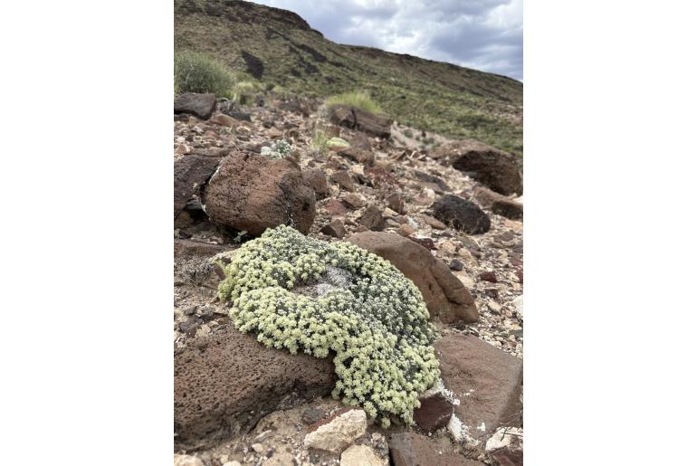 Eriogonum shockleyi -14429