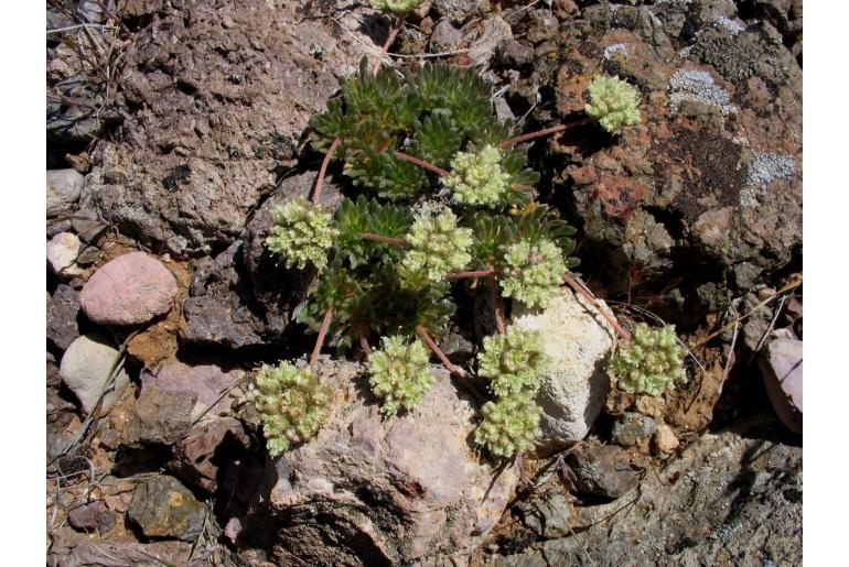 Eriogonum villiflorum -14430