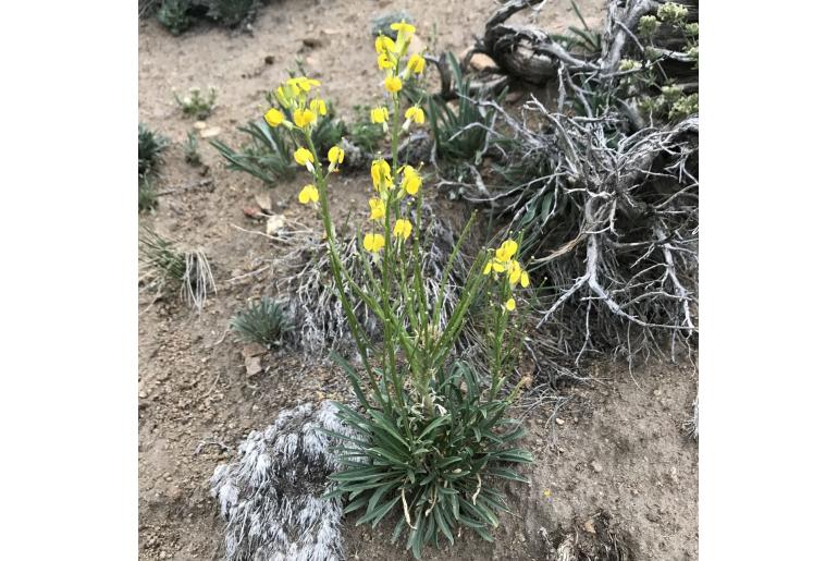 Erysimum capitatum var purshii -14432