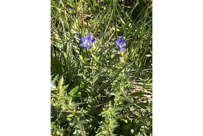 Gentiana affinis -14436