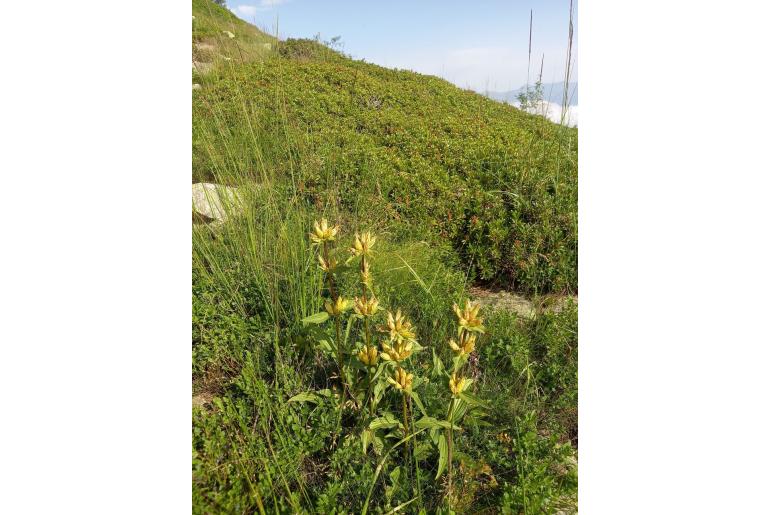 Gentiana burseri -14437