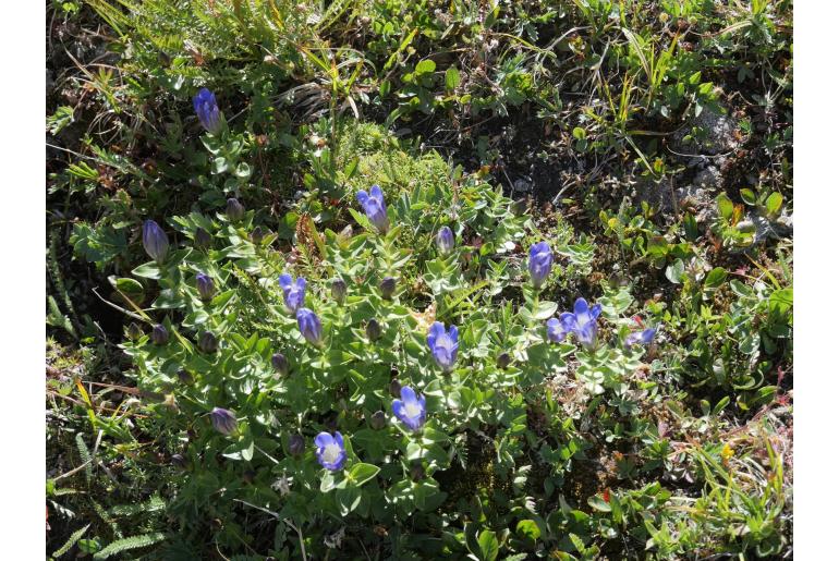 Gentiana calycosa -14438