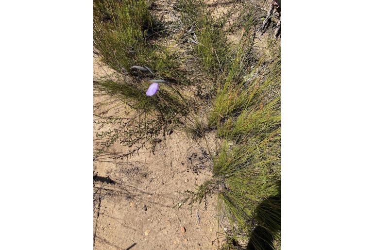 Gladiolus patersoniae -14440