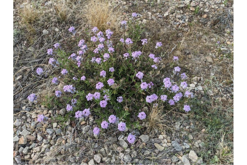 Goodding's verbena