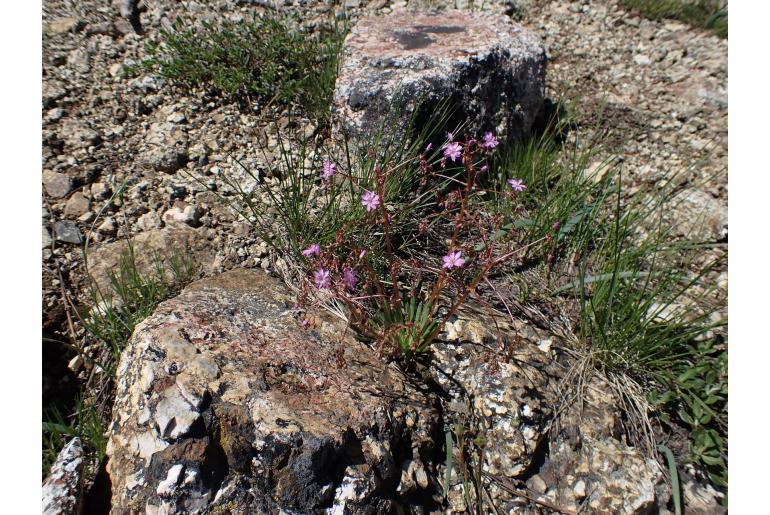 Lewisia leeana -14455