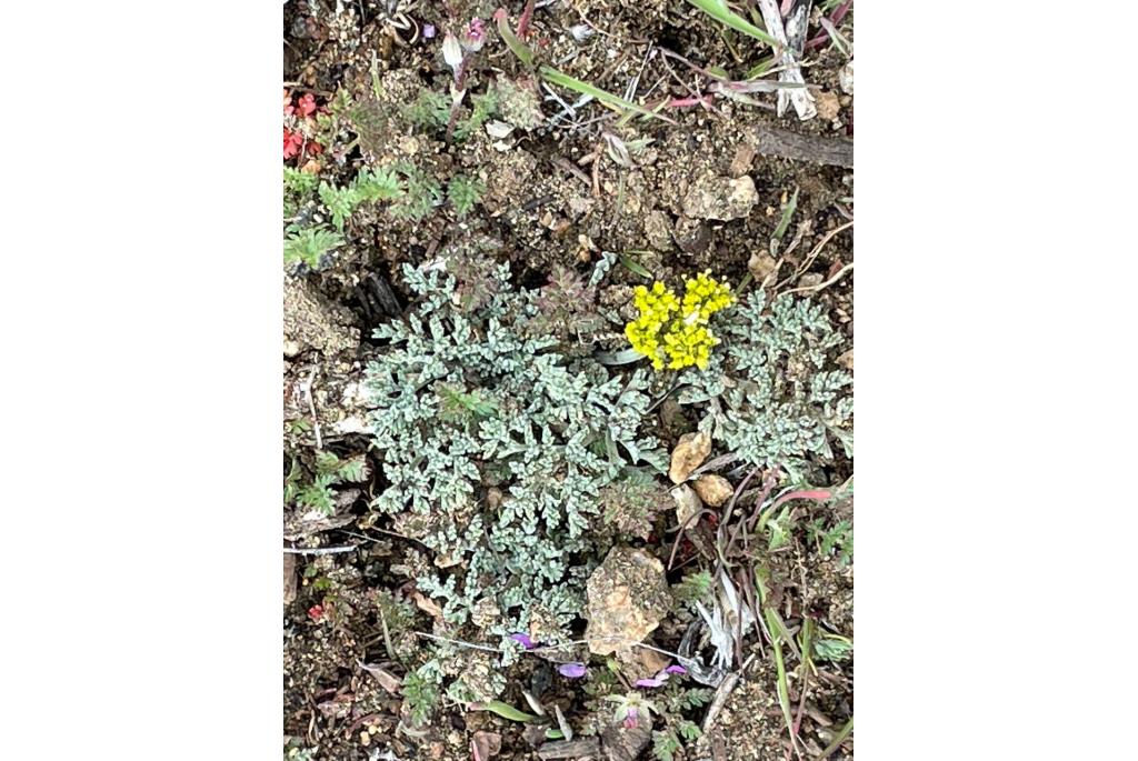 Mojave lomatium