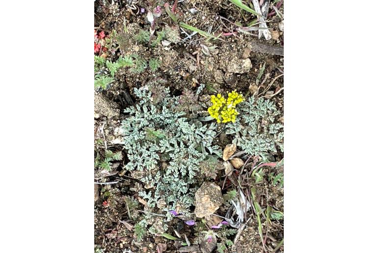 Lomatium mohavense -14458