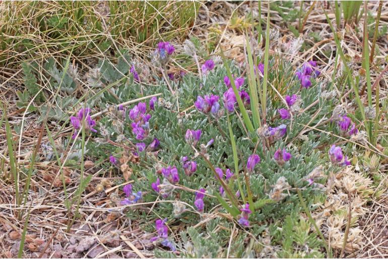 Oxytropis oreophila -14467