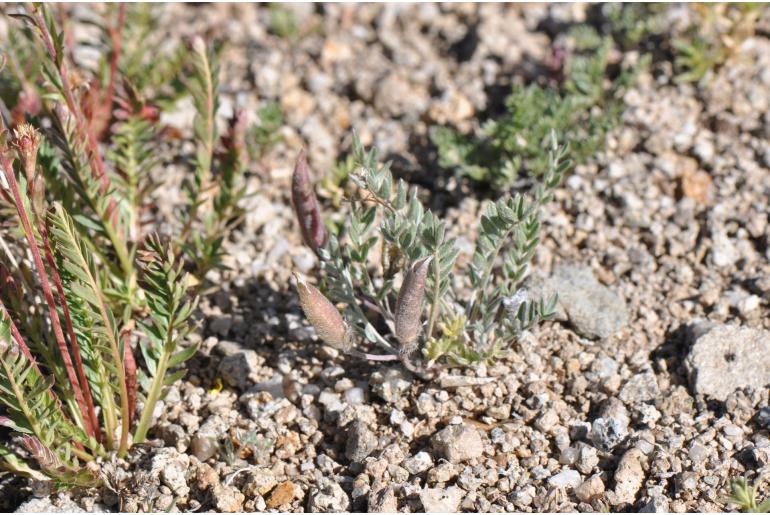 Oxytropis parryi -14468