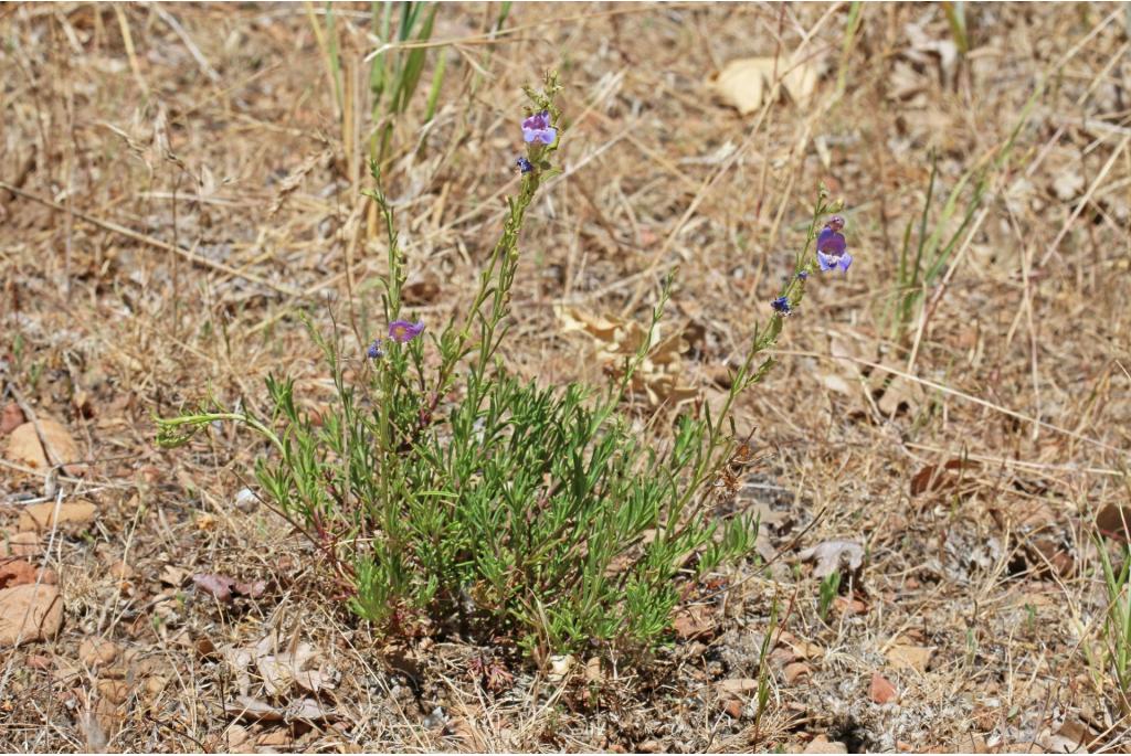 Dennenblad penstemon