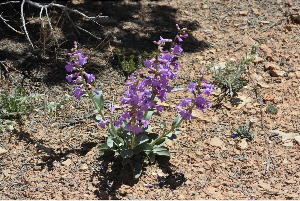 Vleeskleurige penstemon