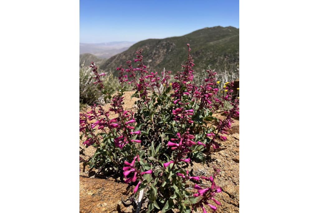 Cleveland's penstemon