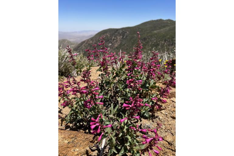 Penstemon clevelandii -14473