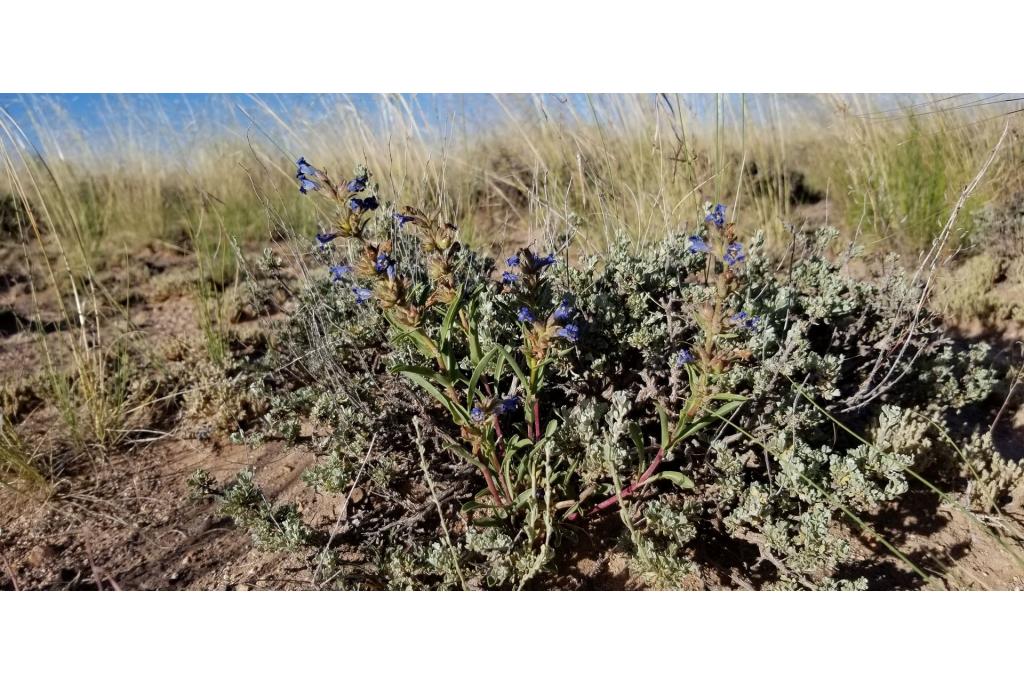 Franklin's penstemon