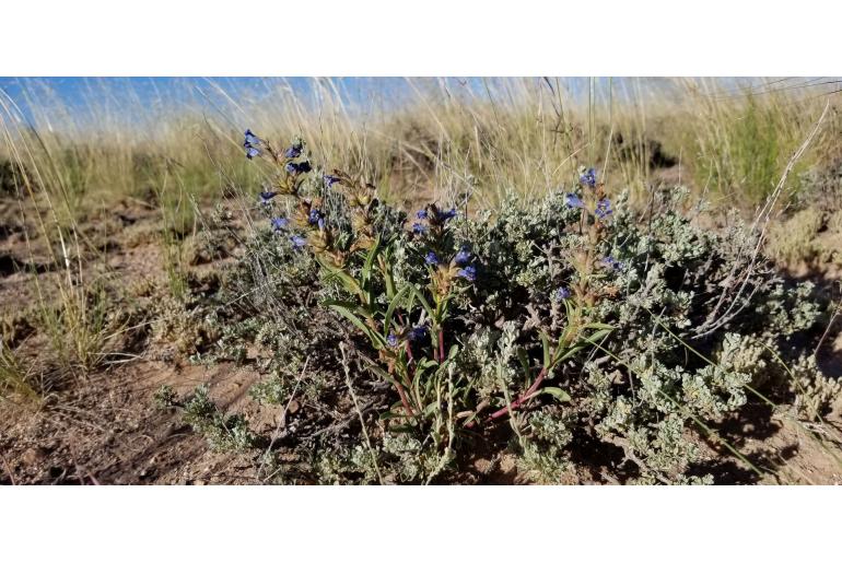 Penstemon franklinii -14477