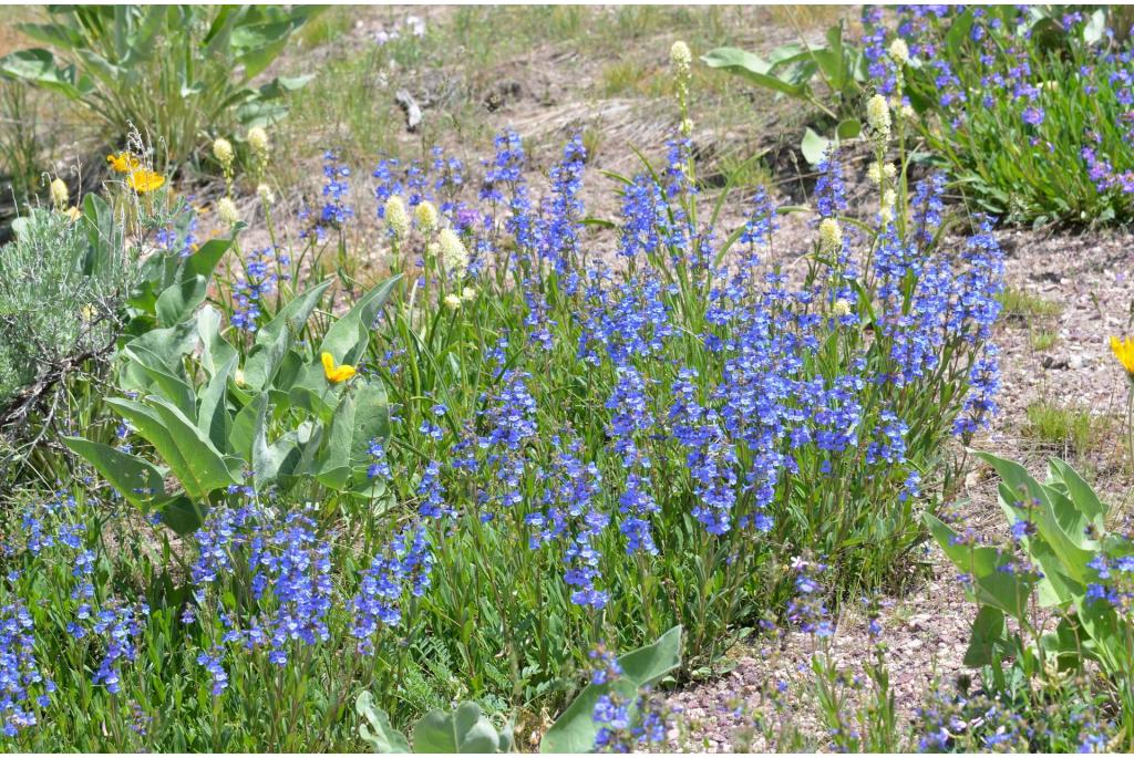 Lage penstemon