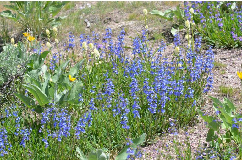 Penstemon humilis -14479