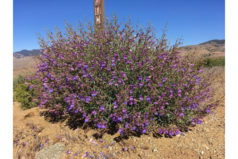 Penstemon incertus -14480