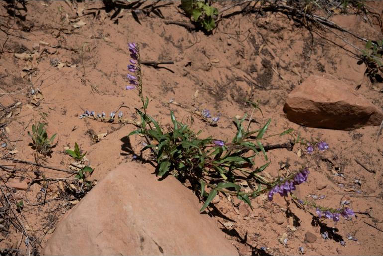 Penstemon laevis -14481