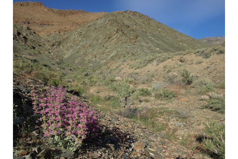 Penstemon monoensis -14482