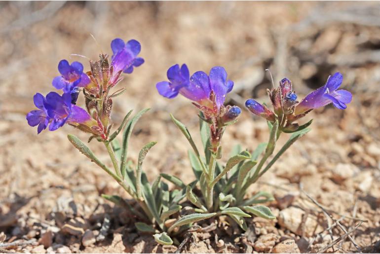 Penstemon nanus -14483