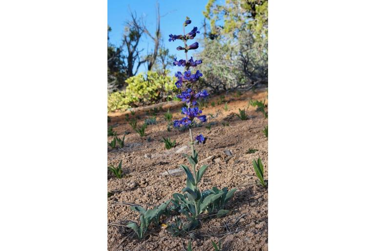 Penstemon pachyphyllus var congestus -14484