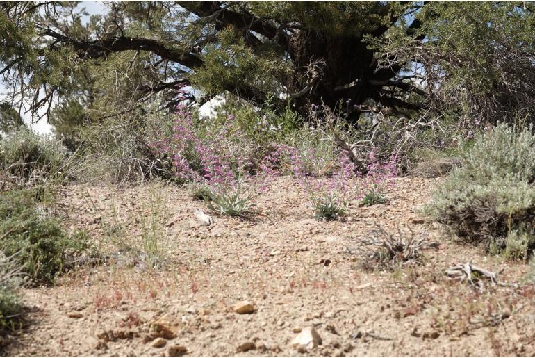 Penstemon patens -14485