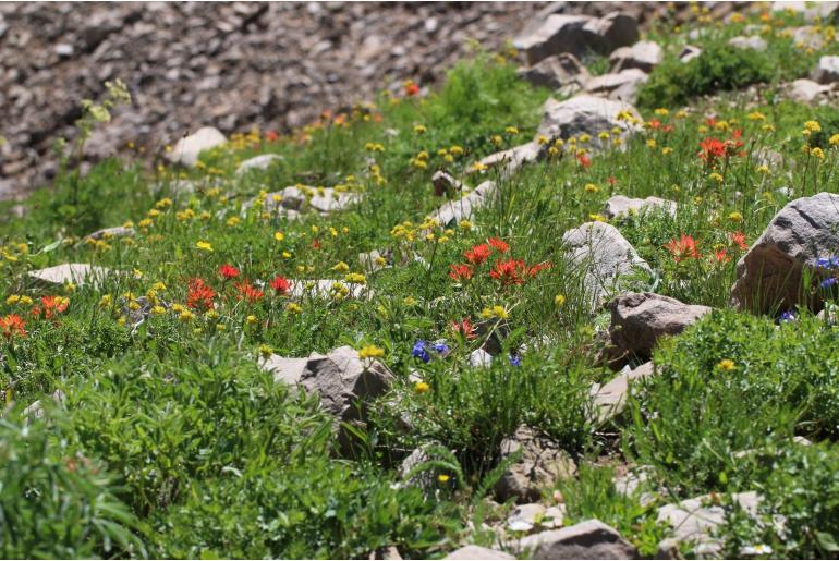 Castilleja applegatei var viscida -14486