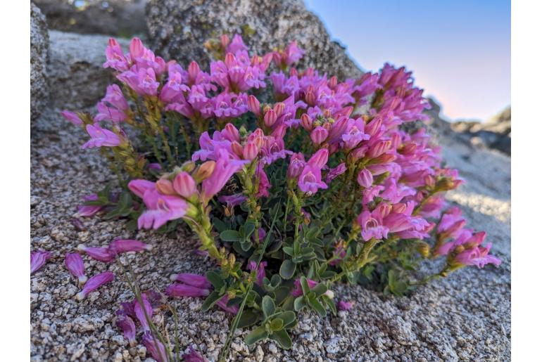 Penstemon rupicola -14487