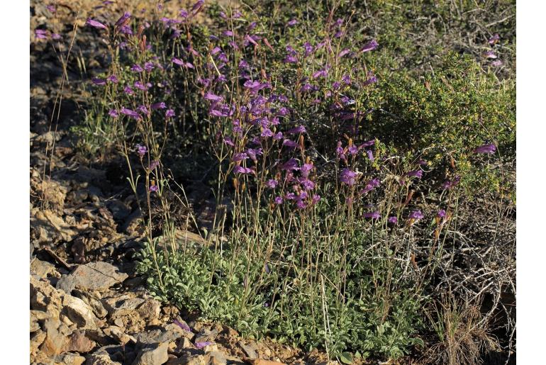 Penstemon scapoides -14488