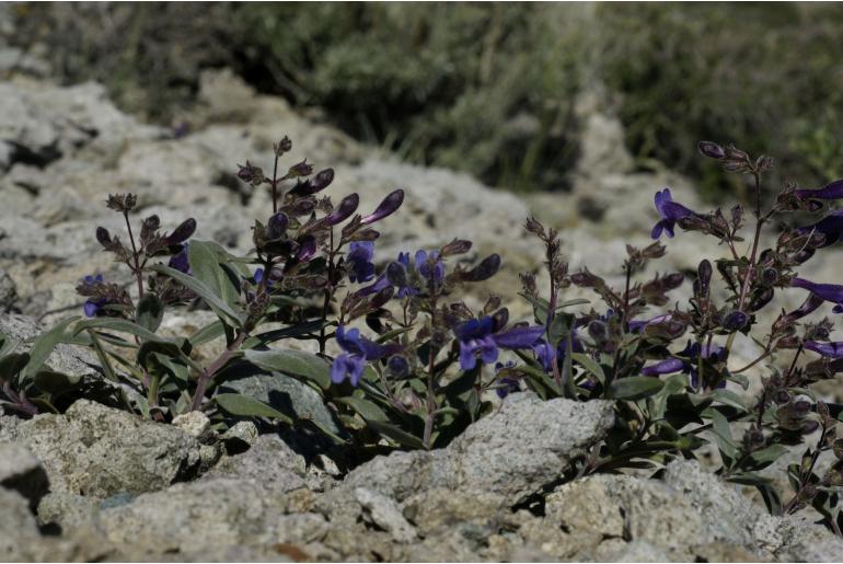 Penstemon tiehmii -14489