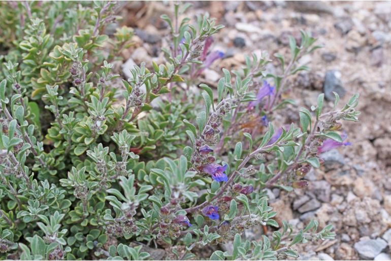 Penstemon xylus -14490