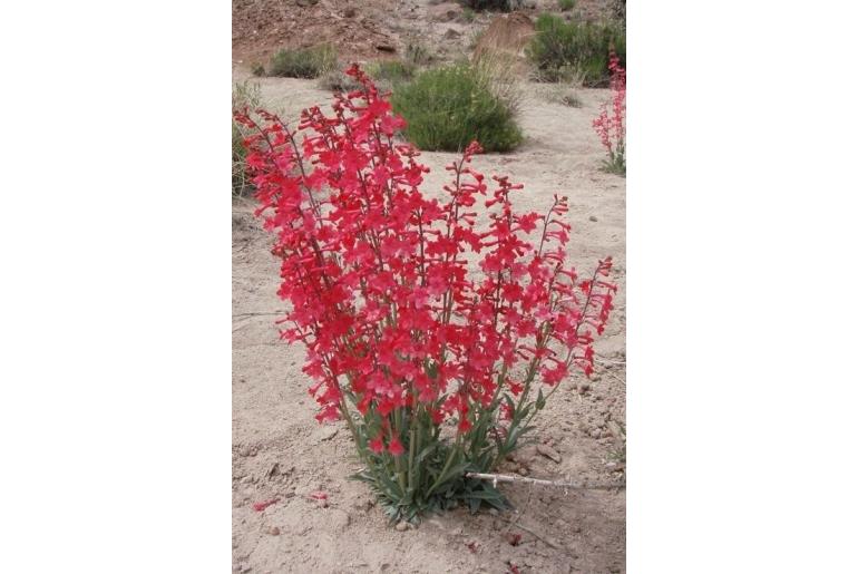 Penstemon utahensis -14491