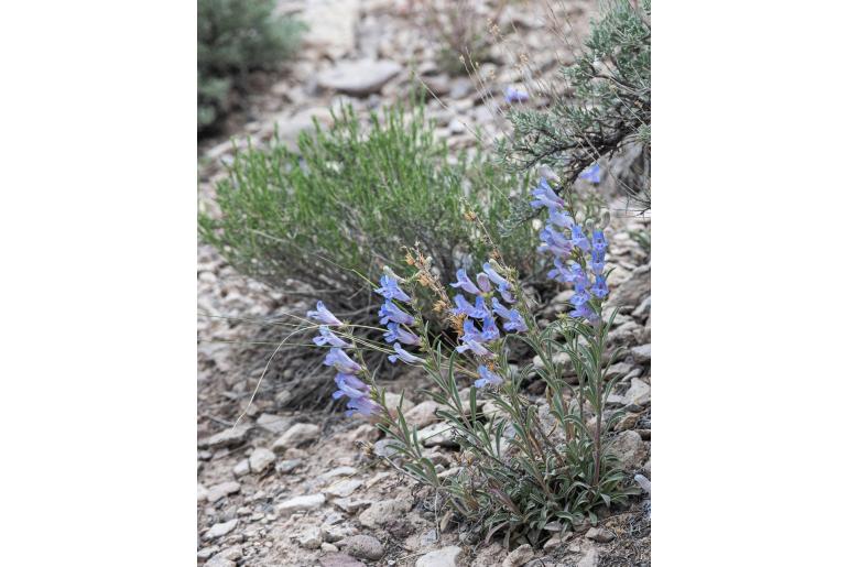 Penstemon wardii -14492