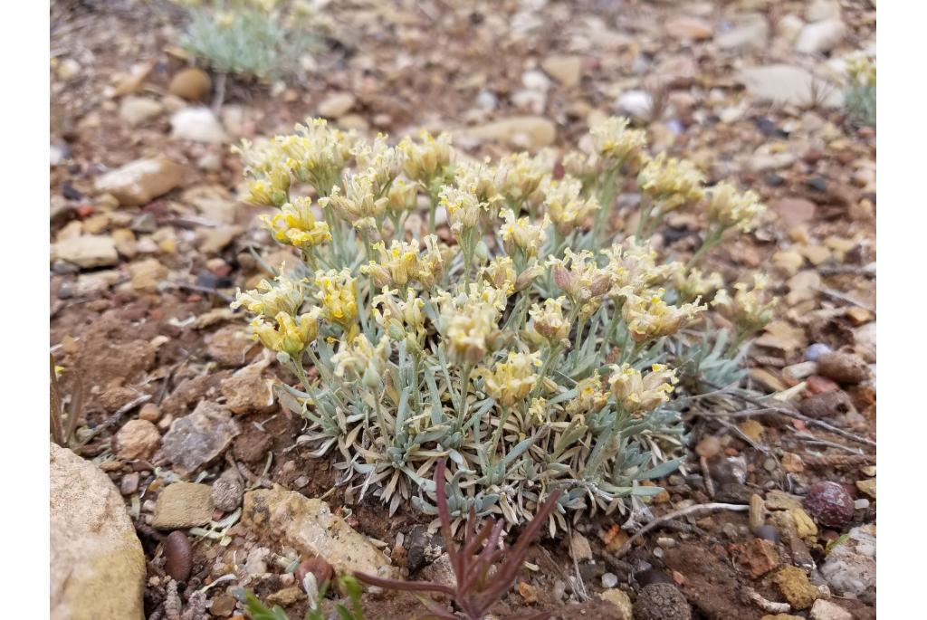 Arizona physaria