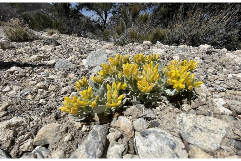 Physaria chambersii -14498