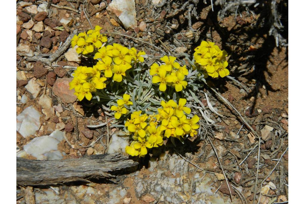 Midden physaria