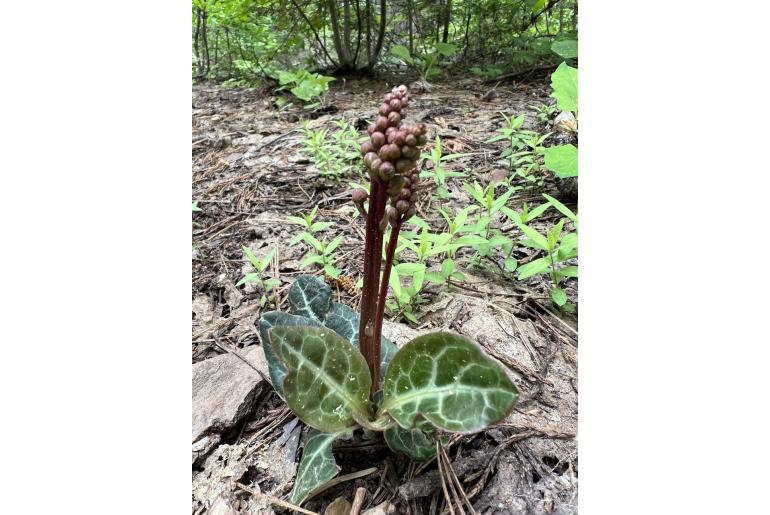 Pyrola picta -14506