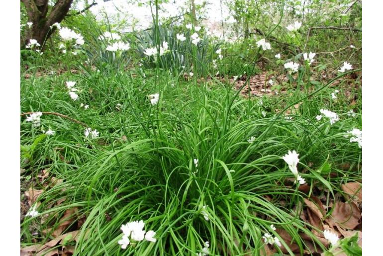 Allium zebdanense -14518