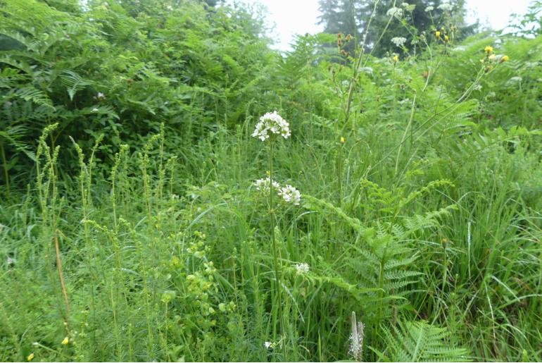 Silene sendtneri -14529