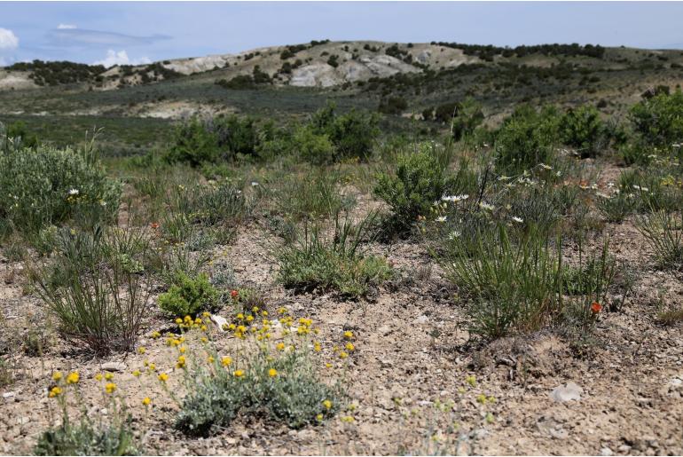 Artemisia capitata -14533