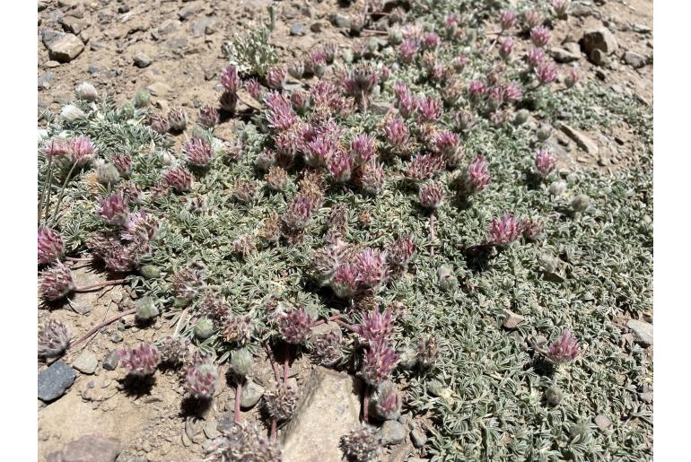 Trifolium andersonii ssp monoense -14543