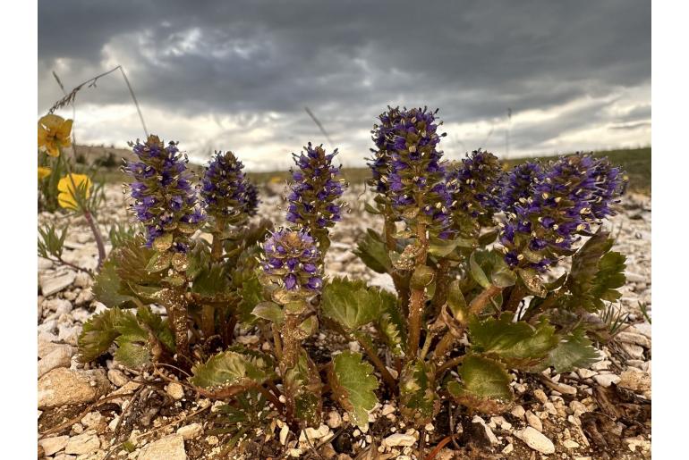 Veronica utahensis -14547