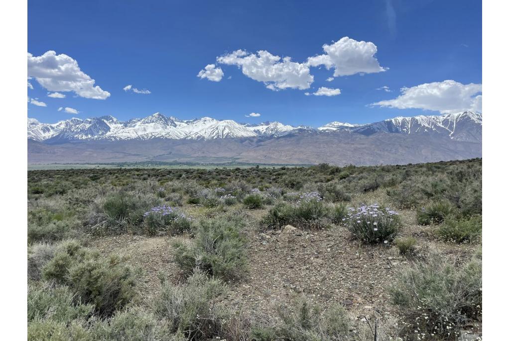 Mojave houtachtige aster